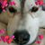 Rina Dichoso Dungao's profile image