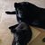 Diane Sheha Jarus's profile image