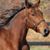 Vicki Shires's profile image