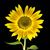 Andrea Caruso's profile image