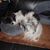 Linda Shepard's profile image