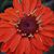 Allison Outz's profile image