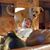 Eric Alan Shafferman's profile image
