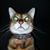 Smarty Aves Johnson's profile image