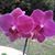 Meeky Guttmann's profile image