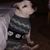 Steve Buysman's profile image