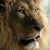 Rene Ricardo Castro Santisteban's profile image
