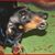 Rocky Dimare's profile image