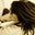 Chris Shon's profile image