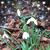 Jeannette Cabanis-Brewin's profile image