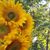 Scottie Siebrass's profile image
