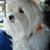 Sylvia Lee Bongers's profile image