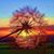 Robin Routh McAfee's profile image