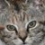 Joy MacLeod's profile image