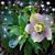 Ann Arnott's profile image