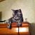 Tina Cole's profile image
