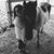 Miranda Lamb's profile image