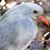 Numa Coq's profile image