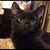 Adonia Hodgkins's profile image