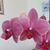 Tara Glynn Blossom's profile image