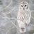 Sue Theisen's profile image