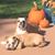 Jeannine Weese Sturge's profile image