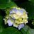 Bessie Grigsby's profile image