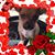Cathy Petroff Woodward's profile image