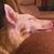 Laurie Conley's profile image