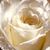 Werda Ali's profile image