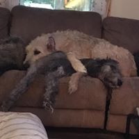 Patricia Krieger's profile image