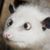 David Szpiech's profile image