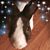 Shannon Dougherty-Gomes's profile image