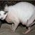 Bartie Bee's profile image