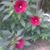 Nelly Alpizar Montano's profile image