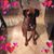 Mechele Sgueglia Davis's profile image