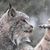 Stephen Sarnosky's profile image