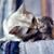 Gloria Lillibridge's profile image