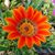 Stacie Barreras Mohler's profile image