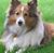 Sandy Lee's profile image