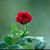 حماده الحنين's profile image