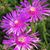 Anne Husmann Belcher's profile image