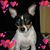 Hayley K Sirois's profile image