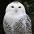 Kathy Shiley's profile image