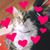 Susie Denegree Contaldo's profile image