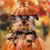 Janice L Carberry's profile image