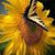Susan MacFarlane Rizo's profile image