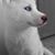 Michael Jayson Raeb's profile image