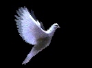 oregonized funk's profile image