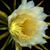 Joanne Cornelison's profile image